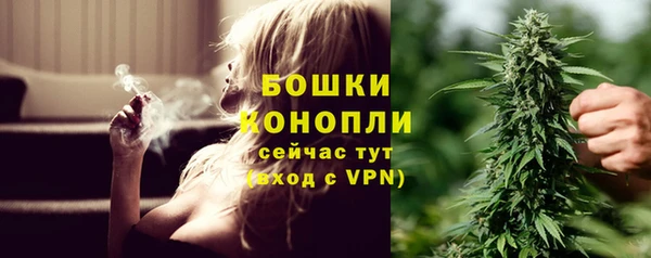сатива Новозыбков