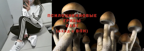 ГАЛЛЮЦИНОГЕННЫЕ ГРИБЫ Новодвинск