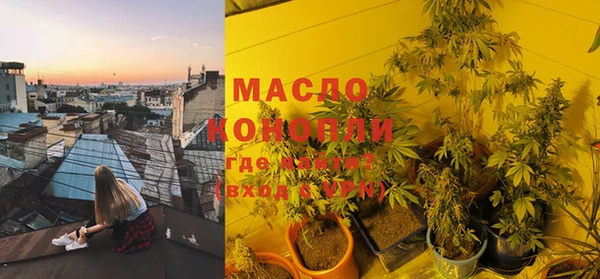 сатива Новозыбков