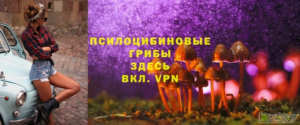 сатива Новозыбков