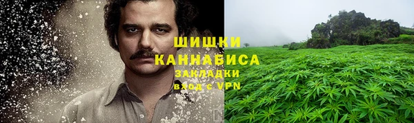 сатива Новозыбков