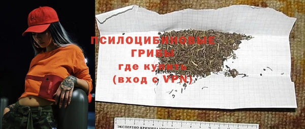 сатива Новозыбков